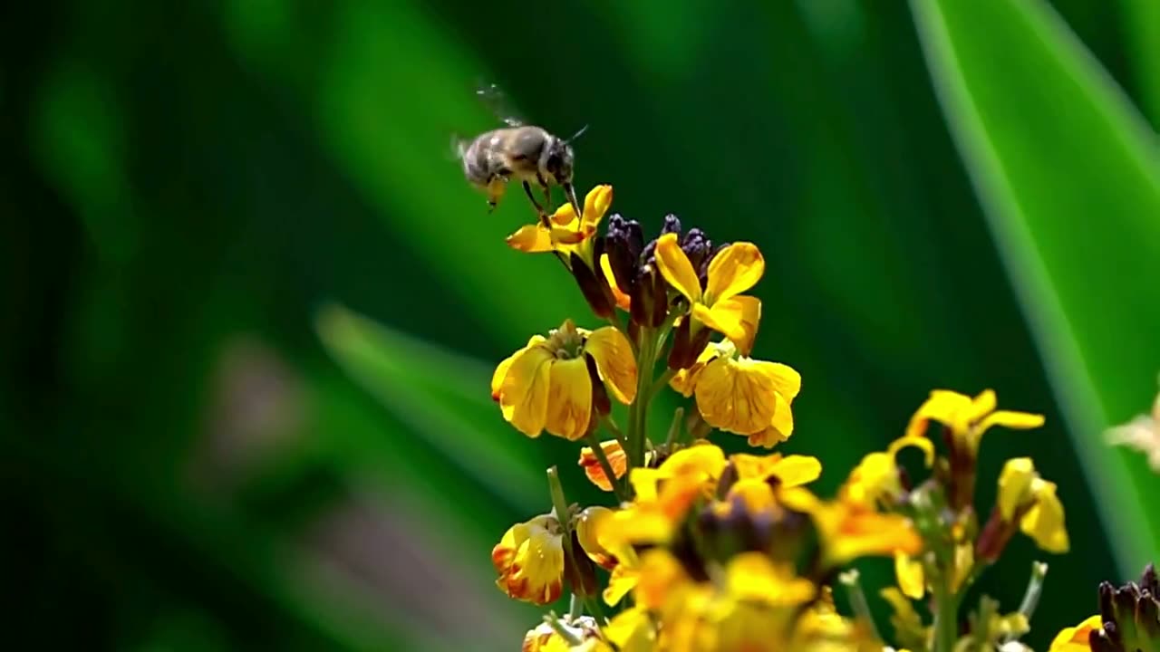 A bee gathering pollen from bright yellow flowers