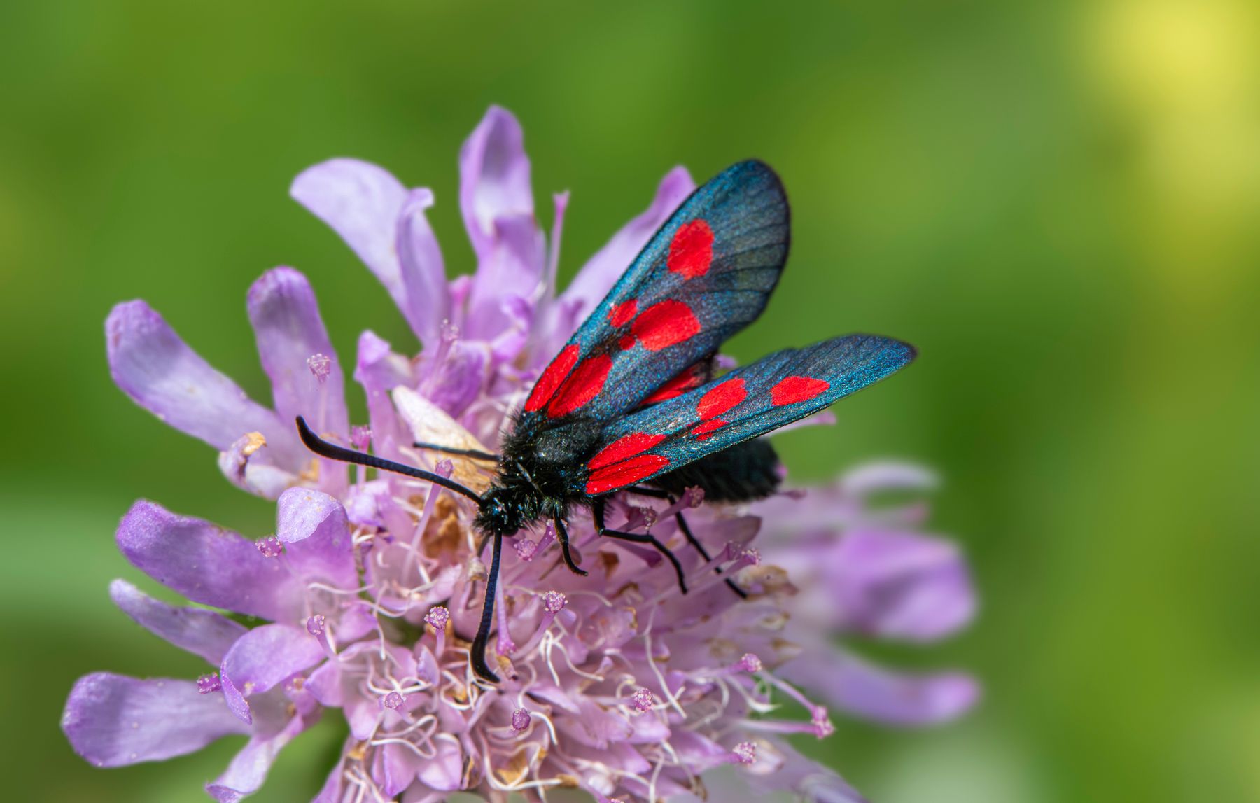A burnet moth resting on a purple flower