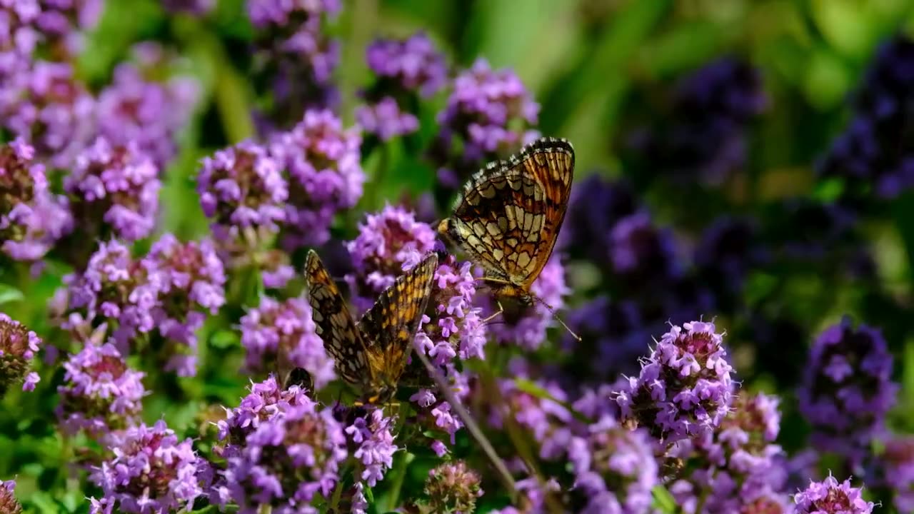 Butterflies feeding among purple meadow flowers